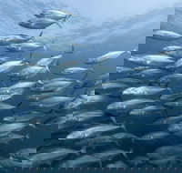 Egg Rock Dive Site - 2032 Olympic Games