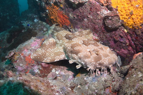 Hanging Rock Dive Site - 2032 Olympic Games 1