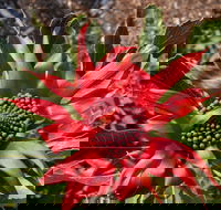 Inverawe Native Gardens - 2032 Olympic Games