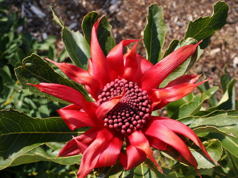 Inverawe Native Gardens - 2032 Olympic Games 0