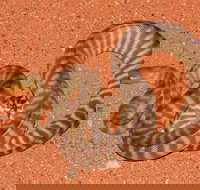 Red Desert Reptiles - 2032 Olympic Games