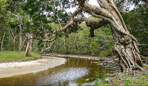 Saltwater National Park - 2032 Olympic Games 0