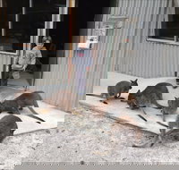 The Patriarch Wildlife Sanctuary - 2032 Olympic Games