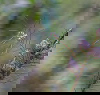 Wallumatta Loop Trail - 2032 Olympic Games