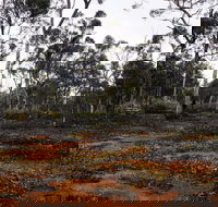 Woylie Walk Dryandra Woodland - 2032 Olympic Games