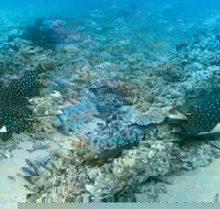 Child Island Dive Site - 2032 Olympic Games