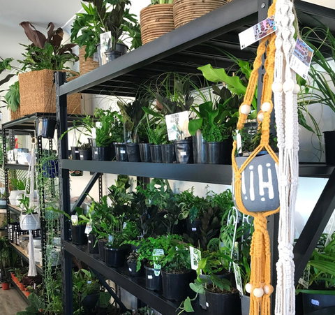 Fancy Plants - 2032 Olympic Games 0