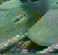 Fitzroy Island Dive Site - 2032 Olympic Games