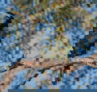 Greenough River Nature Trail - 2032 Olympic Games