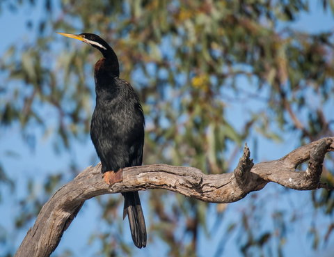 Greenough River Nature Trail - 2032 Olympic Games 0
