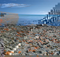 Hamelin Pool Stromatolites - 2032 Olympic Games