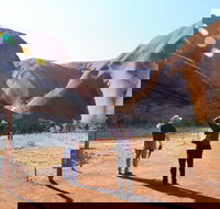 Kuniya walk to Mutitjulu Waterhole - 2032 Olympic Games