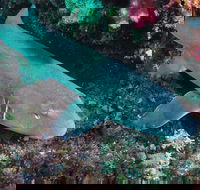 Middle Reef Dive Site - 2032 Olympic Games