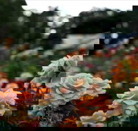 Newtown Park State Rose Garden - 2032 Olympic Games