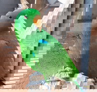 Eyre Reptile  Wildlife Park - 2032 Olympic Games