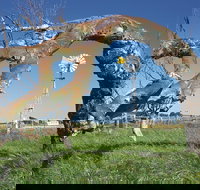 Greenough Leaning Trees - 2032 Olympic Games