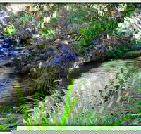 Kin Kin - 2032 Olympic Games