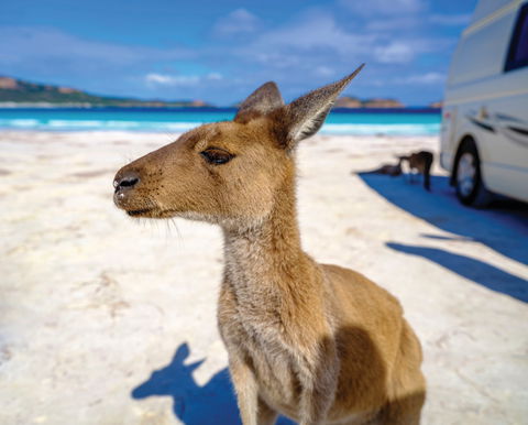 Lucky Bay - 2032 Olympic Games 0