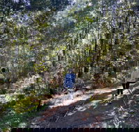 Lyrebird Circuit Walk - 2032 Olympic Games