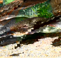 Platypus House - 2032 Olympic Games