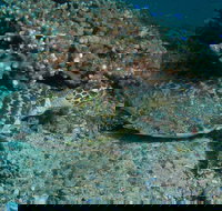 Round Bommie - 2032 Olympic Games