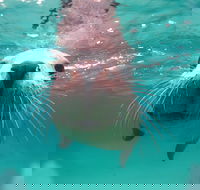 Seal Cove - 2032 Olympic Games