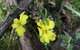 Swainsona Reserve - thumb 2