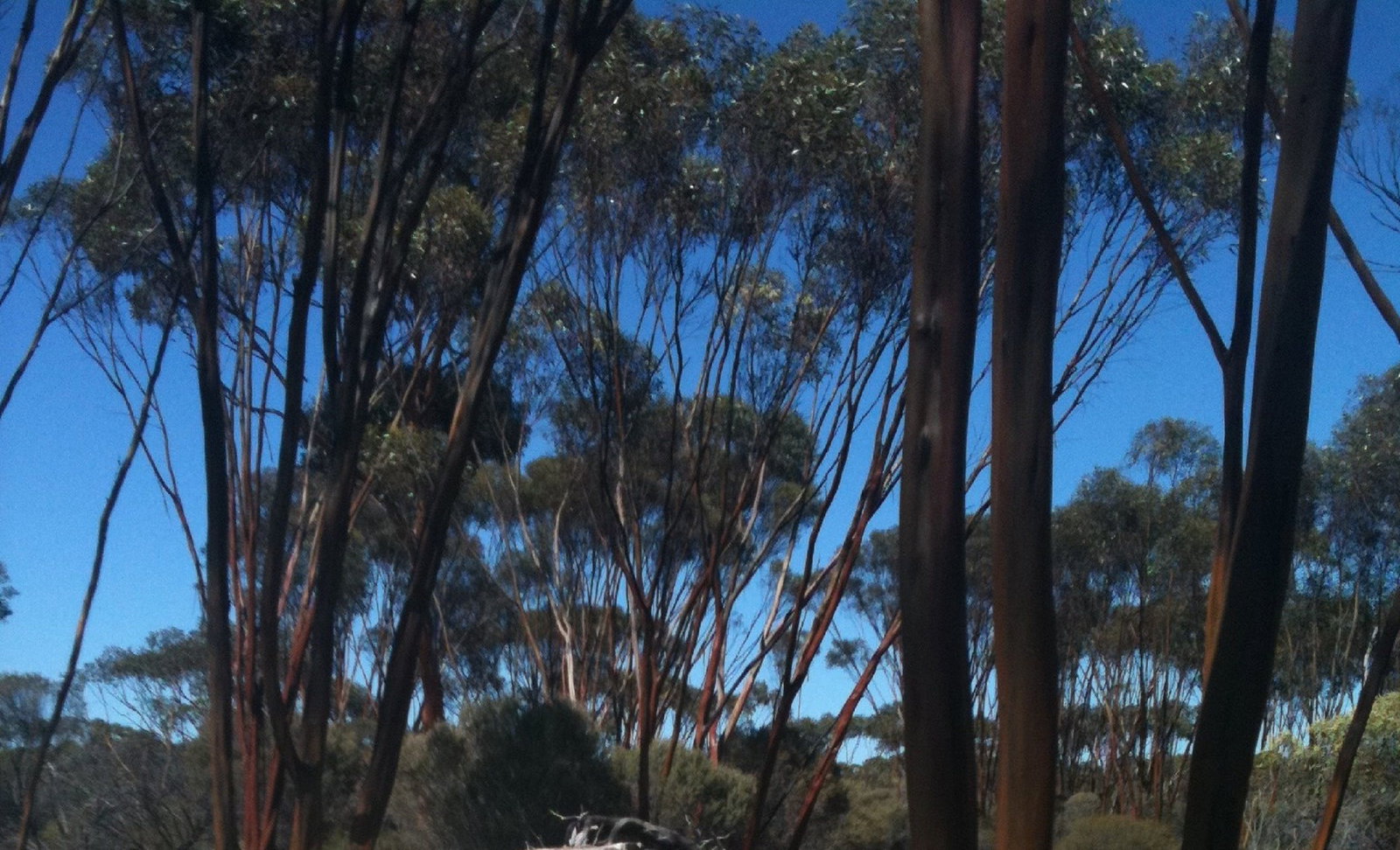 Boorabbin WA 2032 Olympic Games