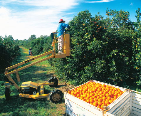 Gayndah's Big Orange - 2032 Olympic Games 0