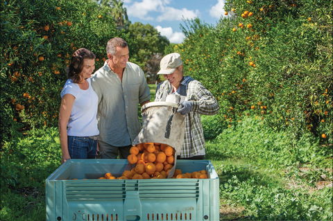 Gayndah's Big Orange - 2032 Olympic Games 1