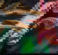 Seahorse World - 2032 Olympic Games