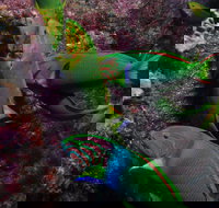 Sunshine Reef - 2032 Olympic Games