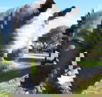 Tailem Bend Rhino Park and Dickson Reserve - 2032 Olympic Games