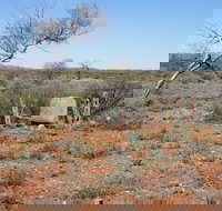 Winnecke Goldfield Cemetery - 2032 Olympic Games