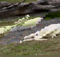 Yarra Valley Nocturnal Zoo - 2032 Olympic Games