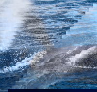 Bremer Bay Canyon - 2032 Olympic Games