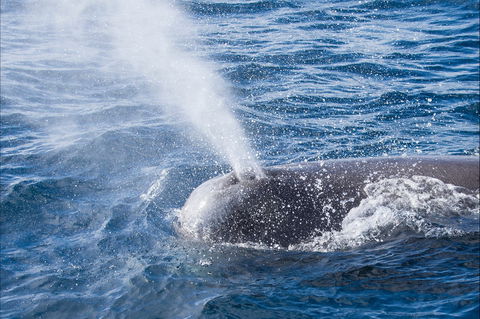 Bremer Bay Canyon - 2032 Olympic Games 0