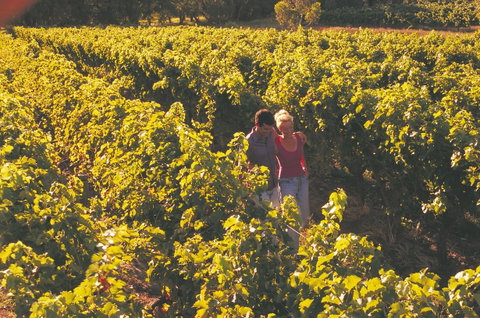 Margaret River Certified Organic And Biodynamic Wine Trail - 2032 Olympic Games 2