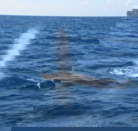 Minyama - 2032 Olympic Games