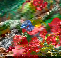 Mount Surprise - 2032 Olympic Games