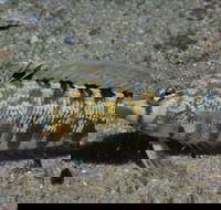Shelving Beach Dive Site - 2032 Olympic Games