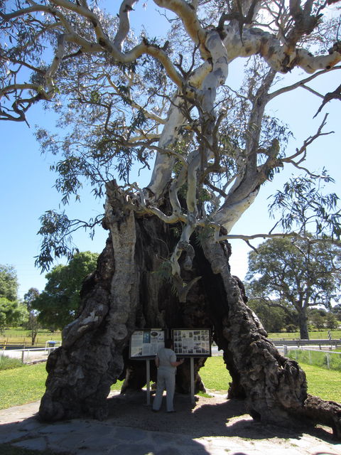 The Herbig Family Tree - 2032 Olympic Games 0