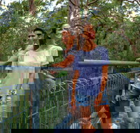 Valley of the Giants Tree Top Walk - 2032 Olympic Games