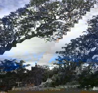 Bilston's Tree - 2032 Olympic Games