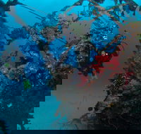 Severance Shipwreck Dive Site - 2032 Olympic Games