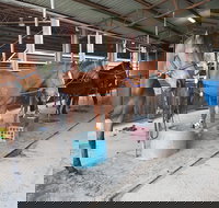 The Equine Club - 2032 Olympic Games