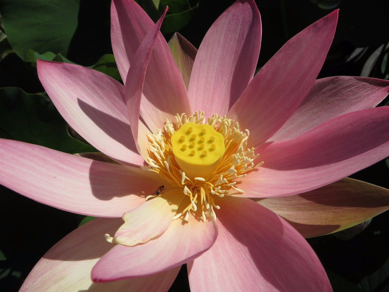 Mulbring NSW 2032 Olympic Games