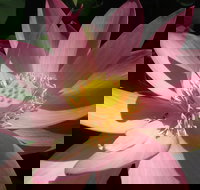 Wallis Creek Water Garden - 2032 Olympic Games