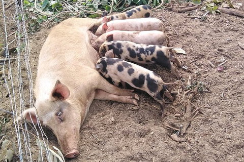 Full-Day Private Guided Tour To Litchfield National Park - 2032 Olympic Games 2