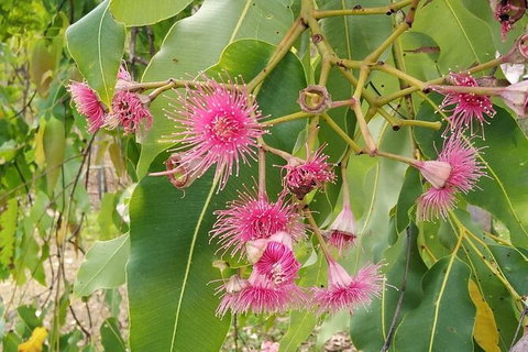 Full-Day Private Guided Tour To Litchfield National Park - 2032 Olympic Games 5